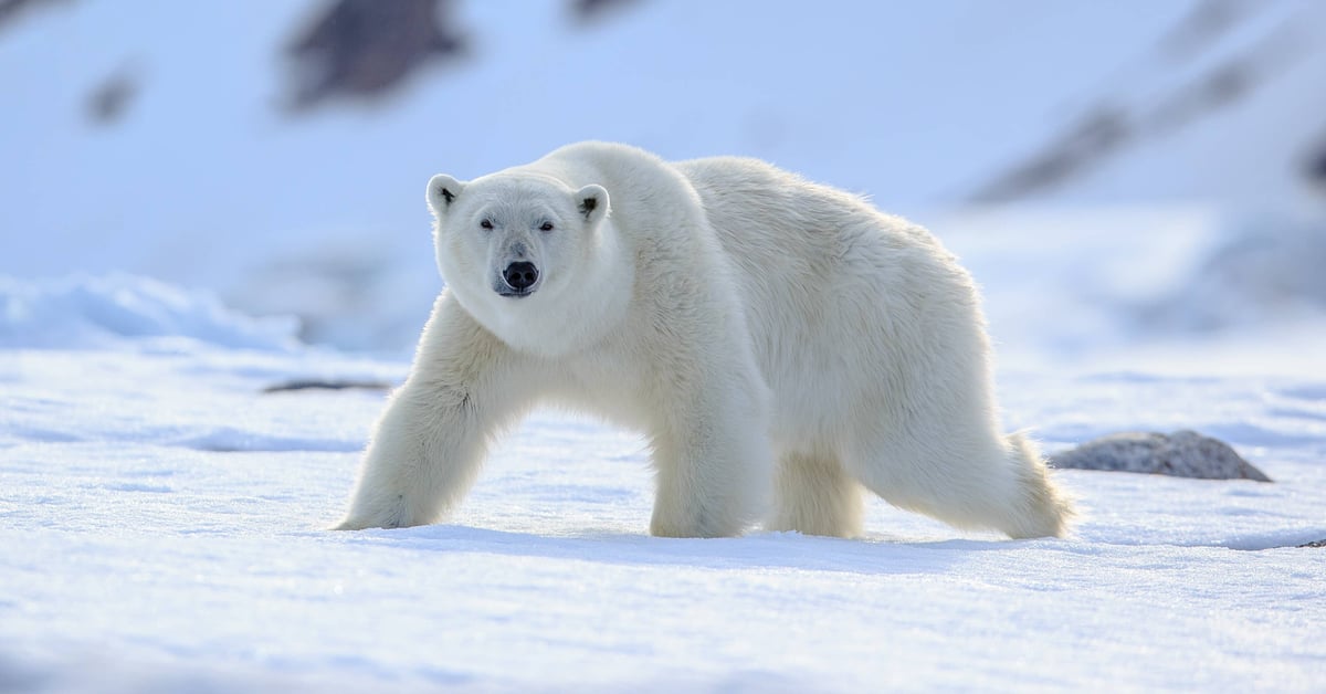 Arctic clearance